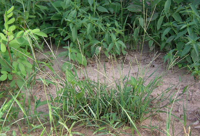 Digitaria longiflora